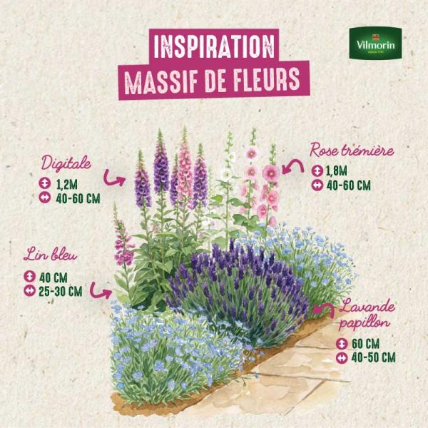 Fleurs - Lin Bleu - image