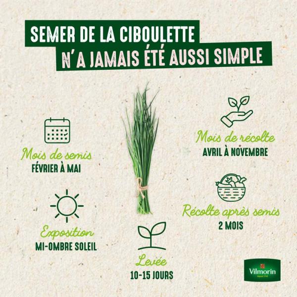Aromatiques - Ciboulette Très Fine Danoise - BIO - image