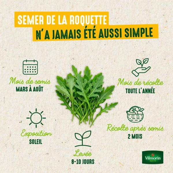 Potagères - Roquette cultivée - image