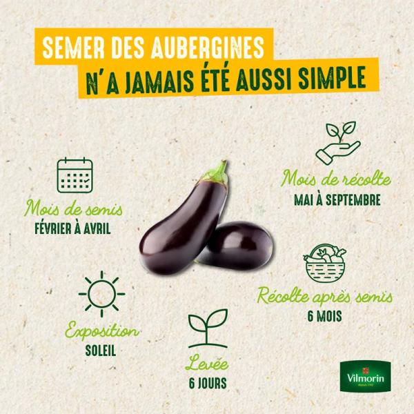 Potagères - Aubergine de Barbentane - image