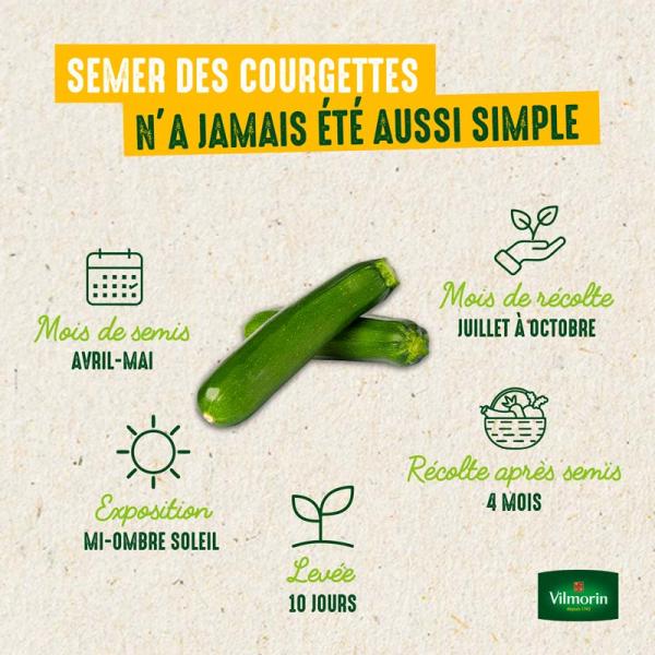 Potagères - Courgette Bélor HF1 - Graines d'Exception - image