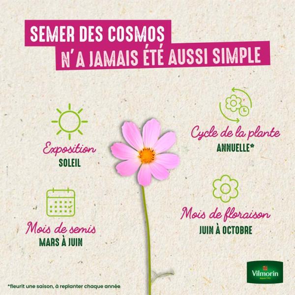 Fleurs - Cosmos Sensation Varié - image