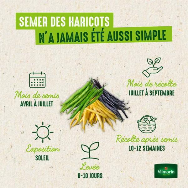 Légumes Secs - Haricot Grimpant à Ecosser Maïs (type Tarbais) - 10 m - image