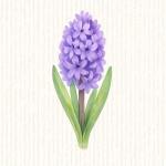 Jacinthe