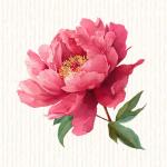 Pivoine
