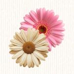 Reine-Marguerite