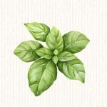 Basilic