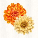 Zinnia