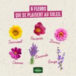 Fleurs - Pourpier Simple Varié - image
