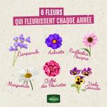 Fleurs - Aubriète Variée - image