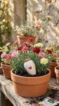 Kit de jardinage - Kit Œillet des Fleuristes Varié + Olla Cœur - image