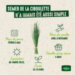 Aromatiques - Ciboulette Très Fine Danoise - BIO - image