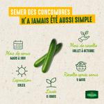 Potagères - Concombre Marketer - image