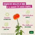 Fleurs - Oeillet d'inde double nain mix - image