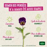 Fleurs - Pensée Géante Lac de Thoune - image