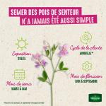 Fleurs - Pois de Senteur Varié - BIO - image