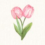 Tulipe