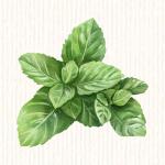 Menthe