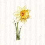 Narcisse