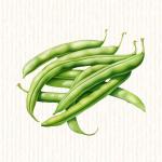 Haricot