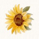 Tournesol